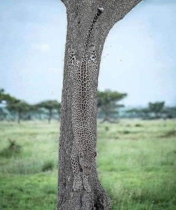 Leopardtree